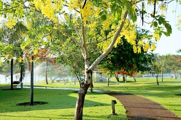 Park with cultivated grass, pathways and trees in blooming, Spring time, colorful and enjoyment. Vibrant environment
