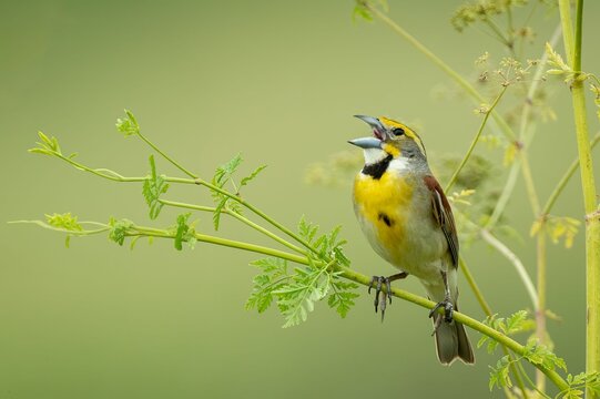 Closeup shot of a dickcissel perched on a green plant stem. Spiza americana.