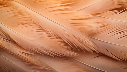 Photo of a Detailed Close-Up of a Beautiful Brown Feather
