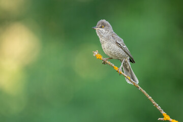 barred warbler - migratory passerine singing bird Sylvia nisoria sitting on branch, male - Poland, Europe