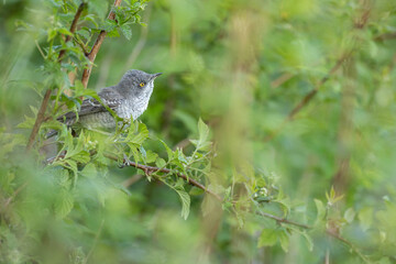 barred warbler - migratory passerine singing bird Sylvia nisoria sitting on branch, male - Poland, Europe