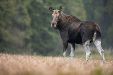 Mammals female Elk Moose ( Alces alces ) North part of Poland, Europe
