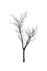 Tree without leaves isolated on white