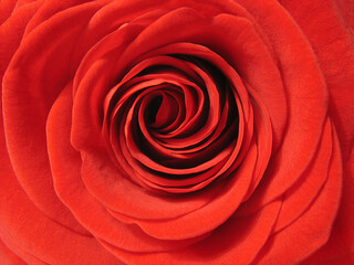 Inside a red rose