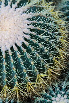 Closeup image of Golden barrel cactus (echinocactus grusonii) (Echinocactus)echinocactus. Cactus in a pot.