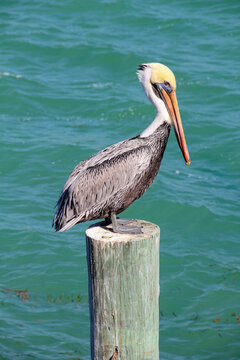 Brown Pelican perched on dock piling post with sea in the background, Florida Keys