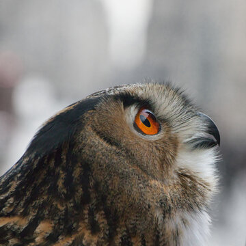 A close-up, head-shot profile of a European Eagle Owl with its bright orange eyes looking up