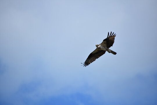 Flying Osprey Soaring Up in the Clouds