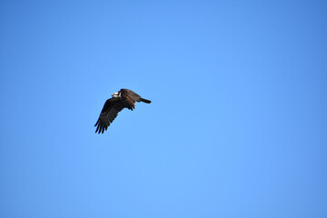 Gliding and Flying Sea Eagle Bird in Flight