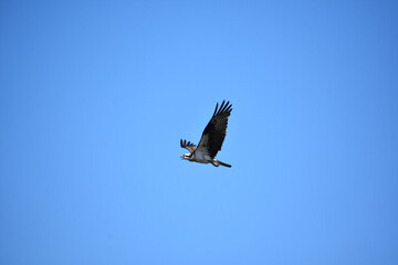 Squawking and Flying Osprey Bird in Blue Skies