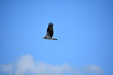 Stunning Fish Hawk Bird Soaring and Flying in Maine