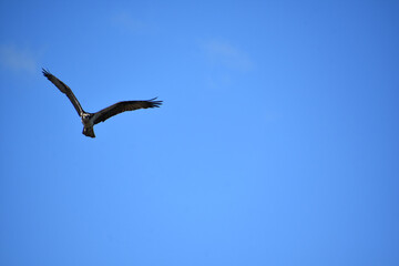 Osprey Gliding in Flight in Brilliant Blue Skies
