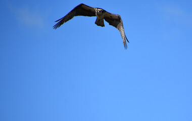 Looking into the Face of a Flying Osprey