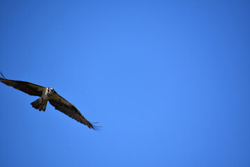 Amazing Osprey with Wings Extended in Flight