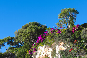 Paysage du Sud de la France avec des pins et des fleurs