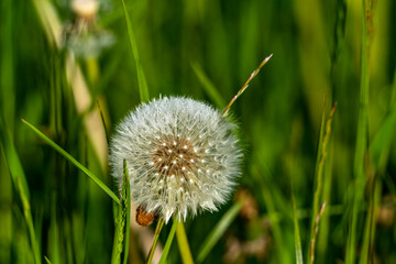 Verblühter Löwenzahn im Sommer
