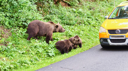 brown bear with two young close to a car
