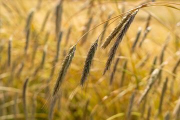 Bio Getreide im Sommer kurz vor der Ernte