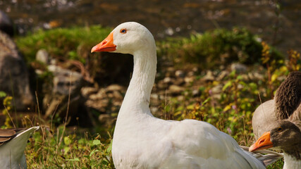 portrait of a white goose
