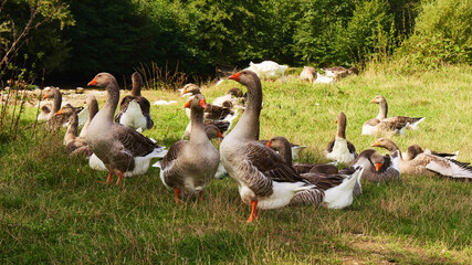 group of geese on the meadow
