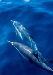 Dolphins Under the Water