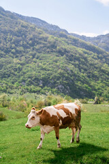 Fototapeta na wymiar Brown cow walks through a green meadow in a mountain valley