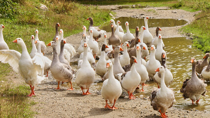 group of geese walking along a track