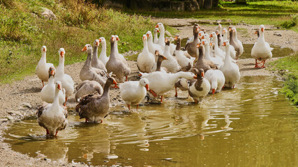 group of geese at the water
