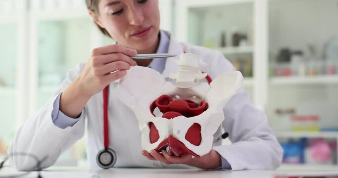 Gynecologist shows bones of female pelvis in clinic