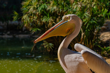 portrait of pelican on the ground