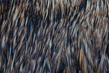 Background black ostrich feathers close-up
