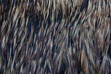Foto op Plexiglas Background black ostrich feathers close-up © AlexTow