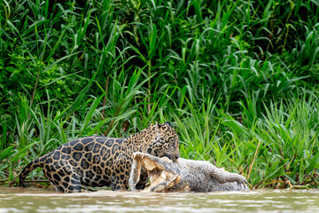 jaguar and dead cayman in Pantanal jungle © Ondrej
