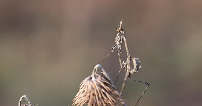 Empusa pennata, or the conehead mantis, is a species of praying mantis in genus Empusa native to the Mediterranean Region.