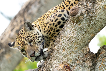 jaguar in pantanal jungle, Wildlife