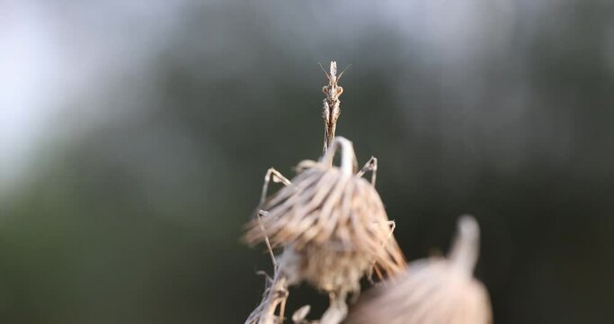 Empusa pennata, or the conehead mantis, is a species of praying mantis in genus Empusa native to the Mediterranean Region.