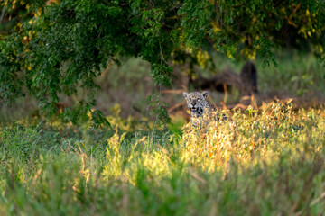 jaguar in pantanal jungle, Wildlife