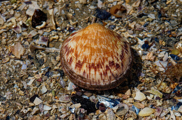 Une amande de mer à marée basse sur une plage bretonne (Glycymeris glycymeris)