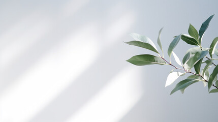 Minimalist light on a blurred white background, a plant
