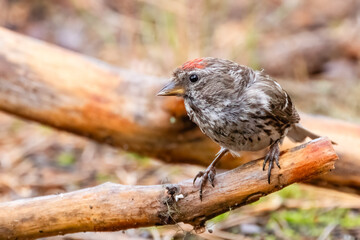 Common Redpoll