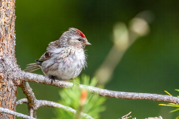 Common Redpoll