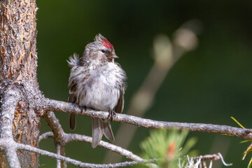 Common Redpoll