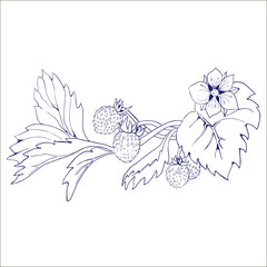 Obraz premium Strawberries flowers and berry drawing and sketch with line-art on white backgrounds.
