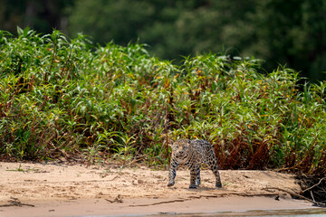 jaguar in pantanal jungle, Wildlife © Ondrej