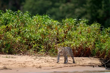 Foto op Plexiglas jaguar in pantanal jungle, Wildlife © Ondrej