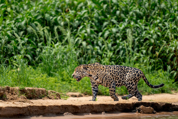 jaguar in pantanal jungle, Wildlife