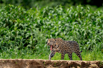 jaguar in pantanal jungle, Wildlife