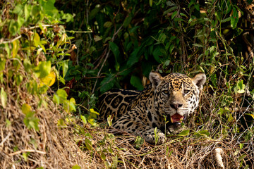 jaguar in pantanal jungle, Wildlife