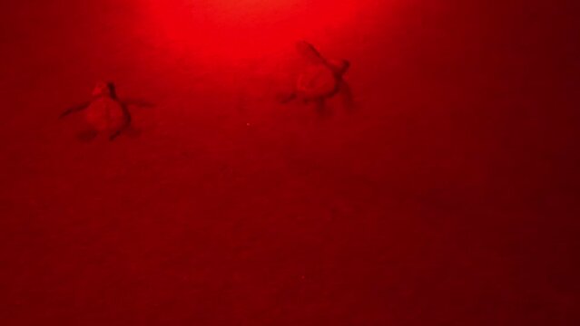baby sea turtles being guided by a red light to the ocean 