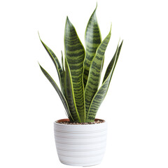 Snake plant tree in a white pot